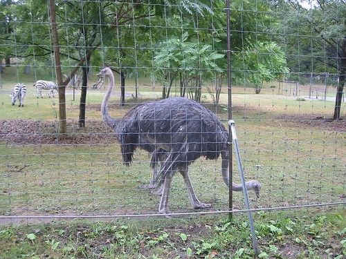 Two-Headed Ostrich