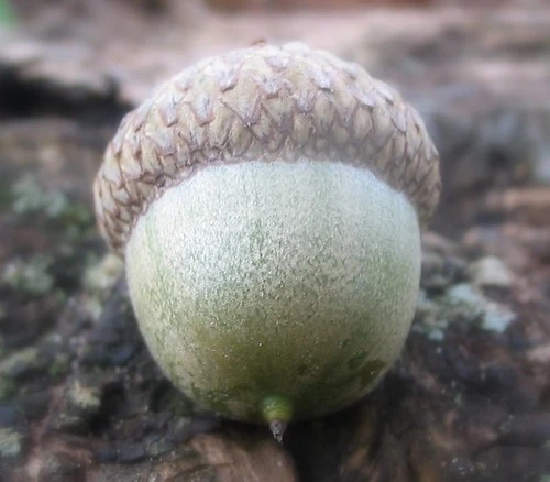 Acorn