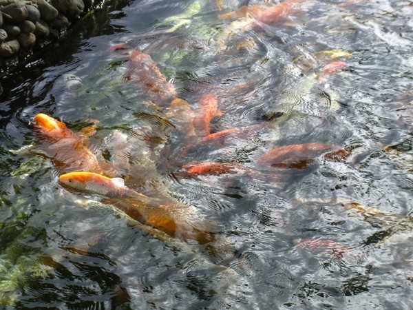 Picture of Koi