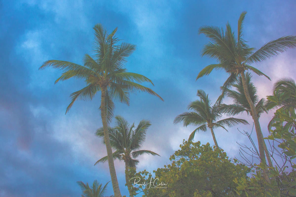 Palm Trees in San Juan