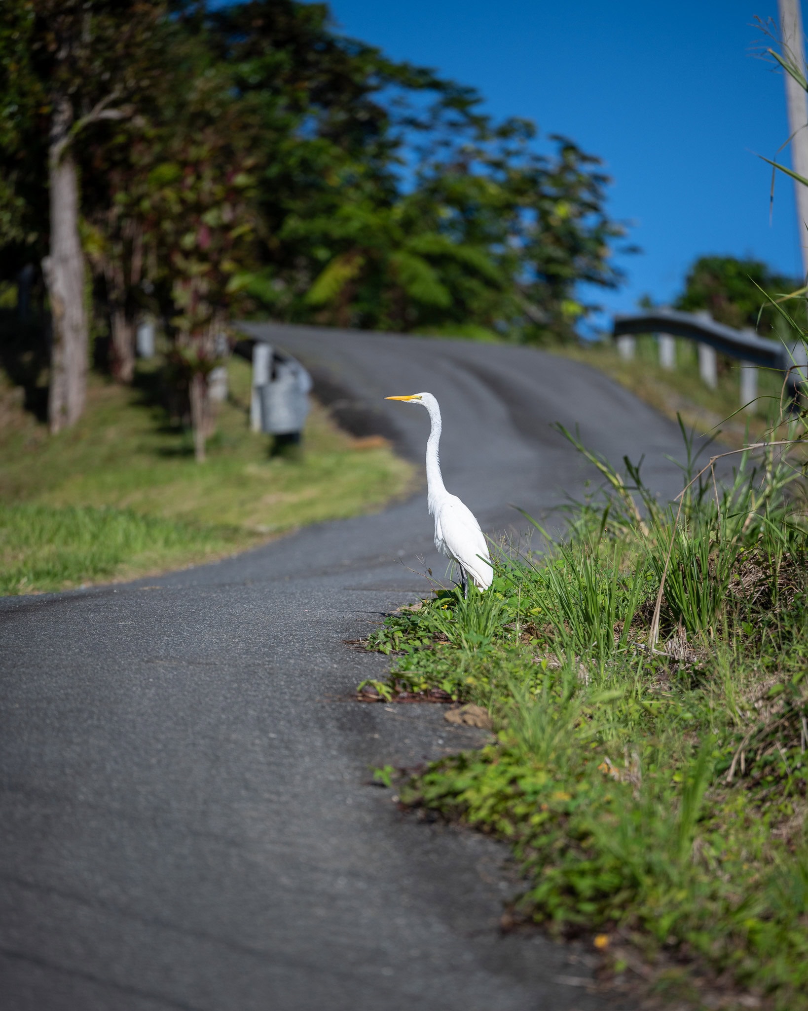 White bird standing on a hill in Villa Sin Miedo during the early morning.