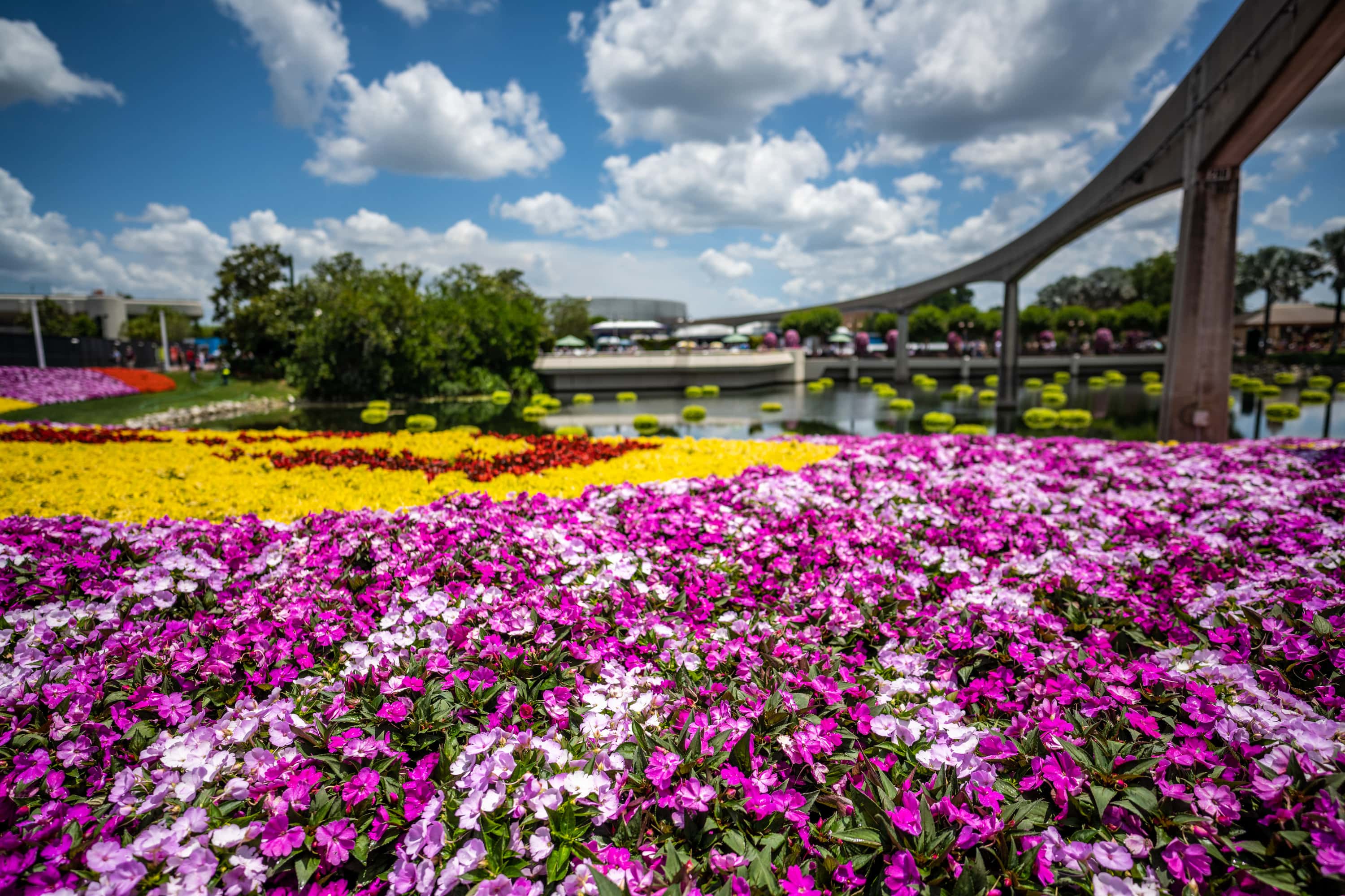 Photos of Flowers and Part of the Monorail Rails at Epcot