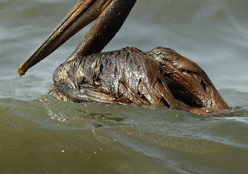 An oiled pelican floats in the surf along the shore of Isle Grande Terre, an island at the mouth of Barataria Bay where it meets the Gulf of Mexico, in Plaquemines Parish, La., Friday, June 4, 2010. (AP Photo/Gerald Herbert)