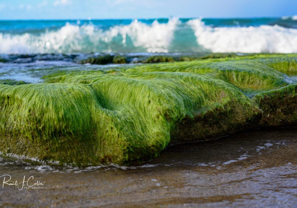 Moss on Condado Beach in Puerto RIco