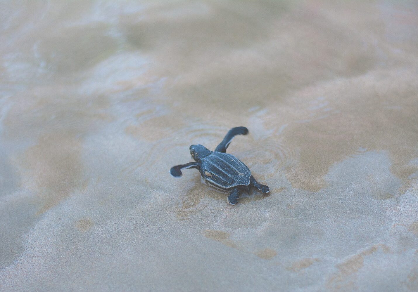 The Hatchling starting his path towards the ocean.