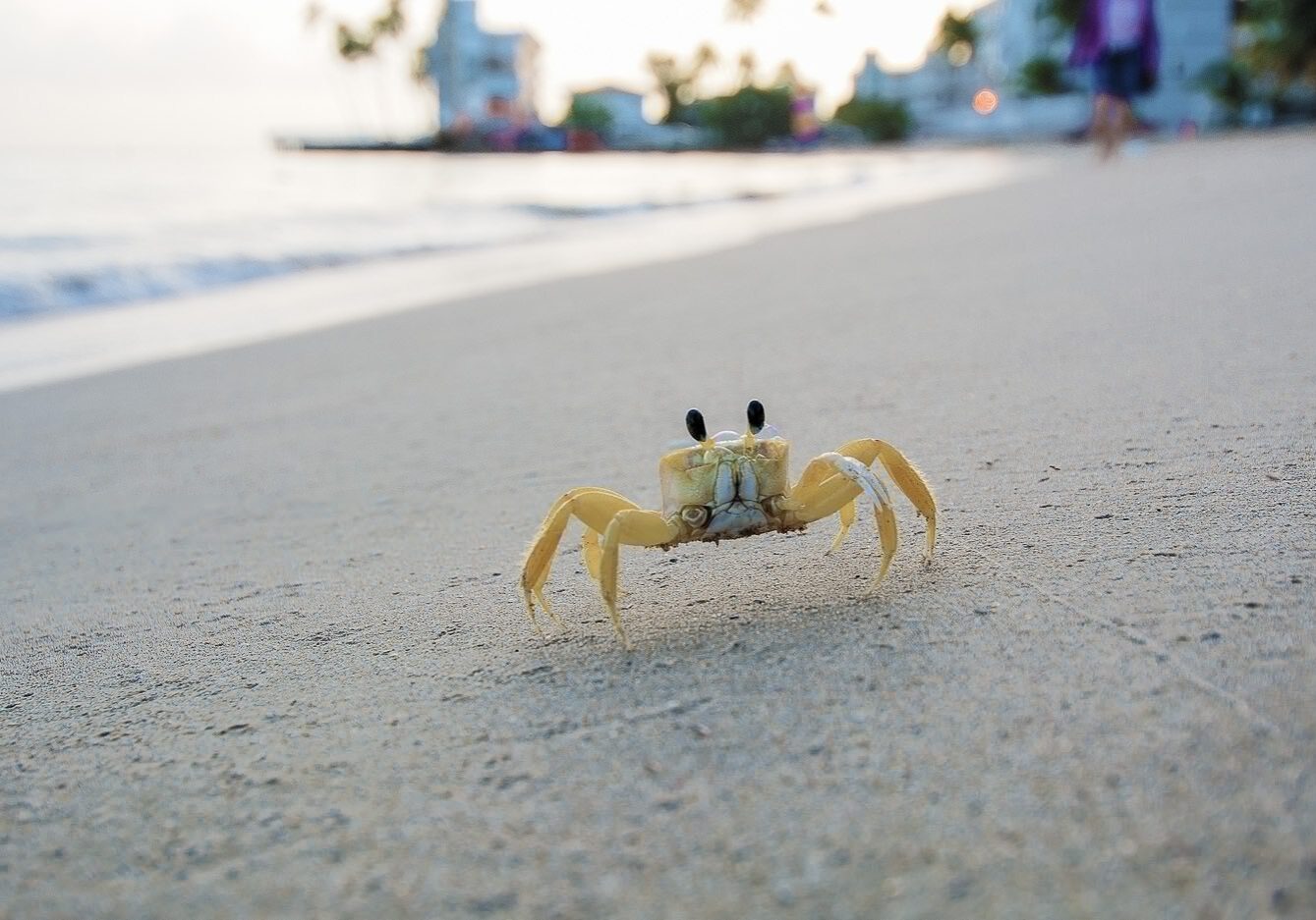 Almost Stepped on this Disabled Fearless Yellow Crab. So as an Apology I did an early morning photo shoot with him (or her). Great subject to work with. #IslaVerde #PuertoRico