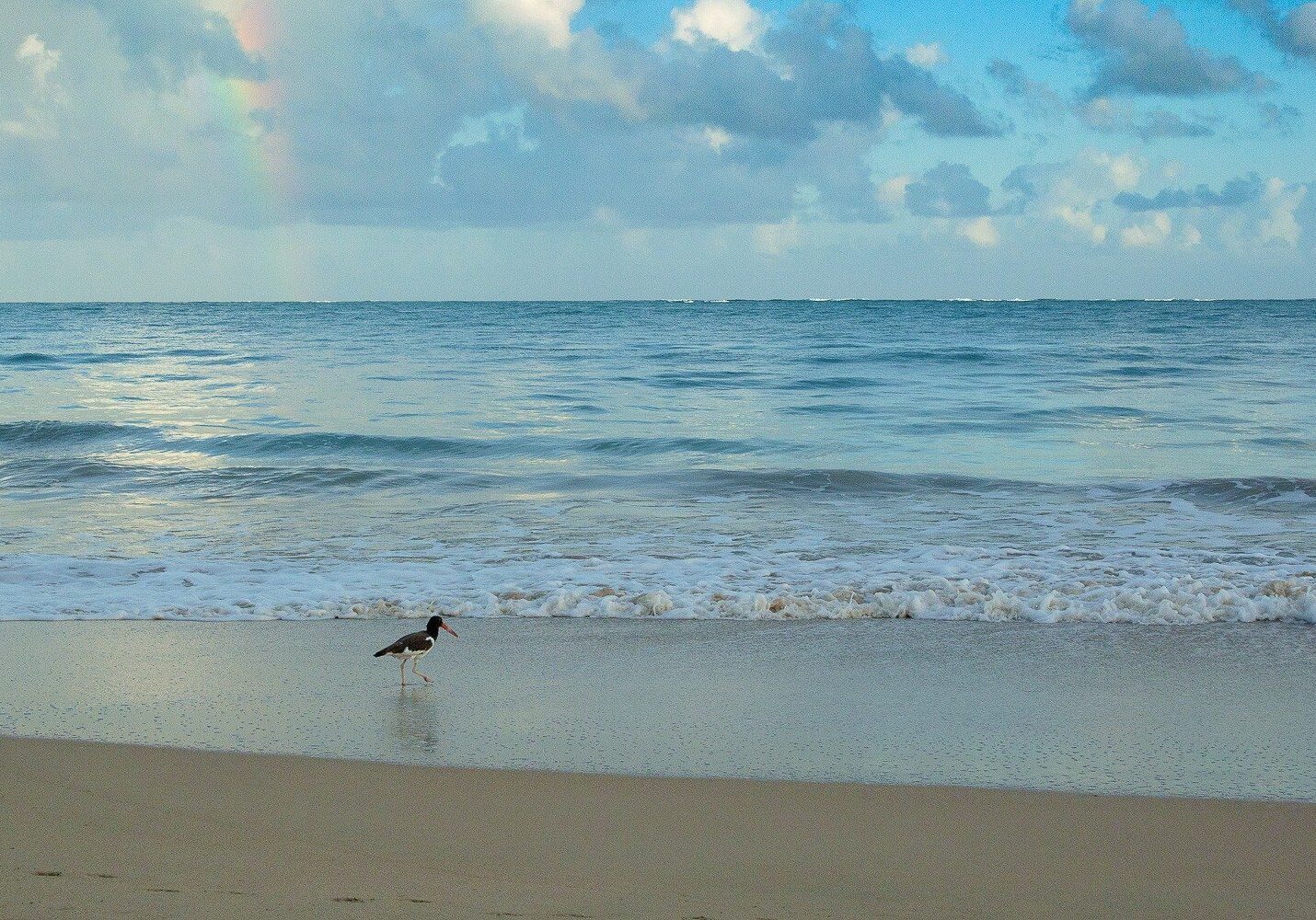 This Little Guy was having Breakfast on the beach as a rainbow popped out behind him. #Islaverde #PuertoRico