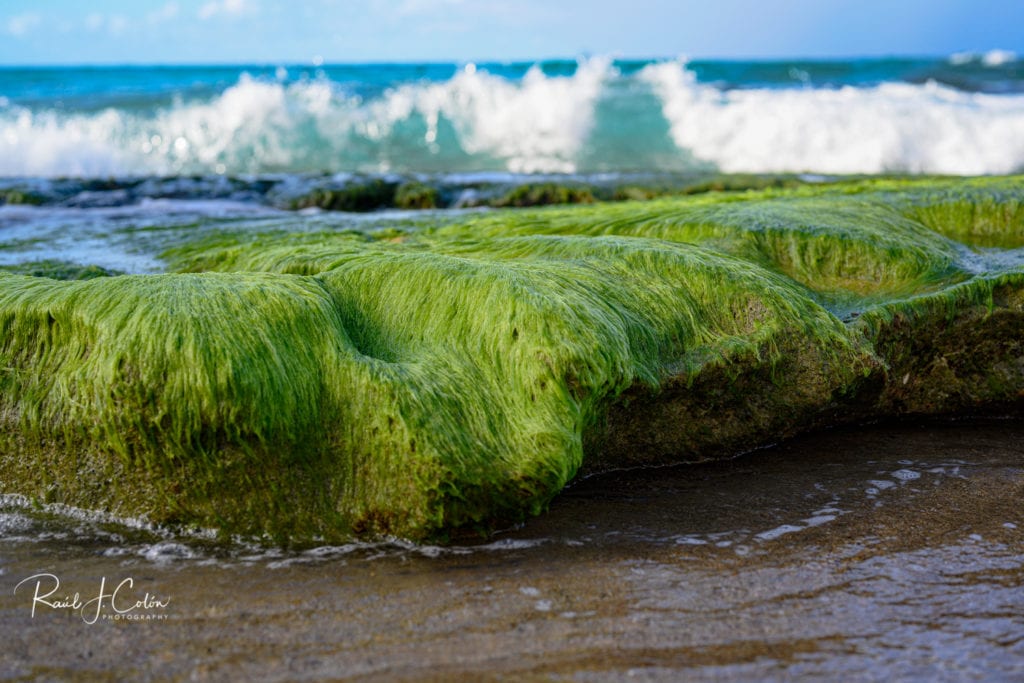 Moss on Condado Beach in Puerto RIco