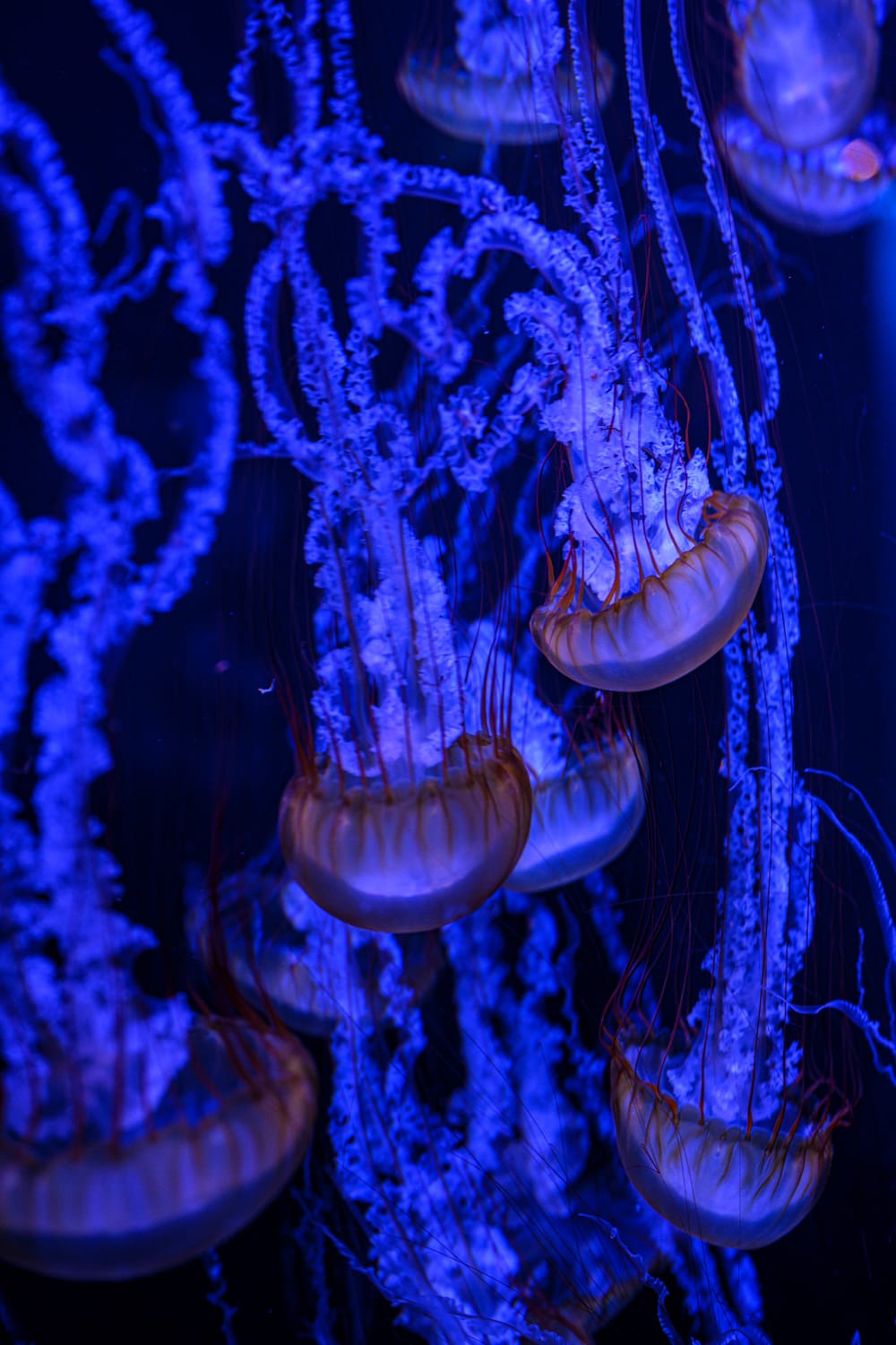 Jellyfish at Mystic Aquarium