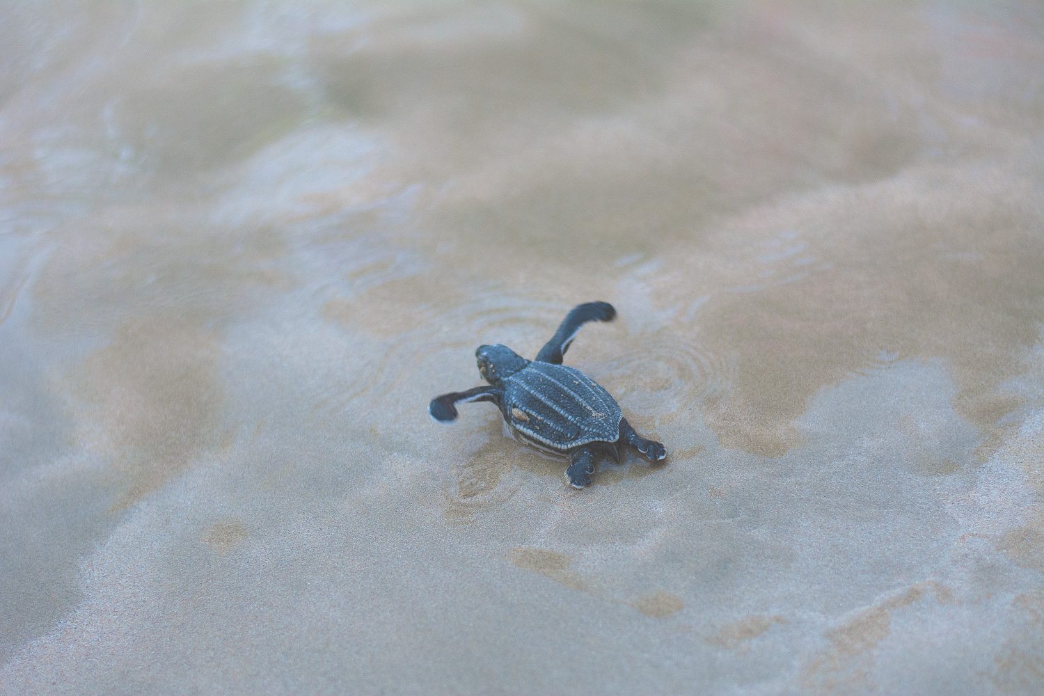 The Hatchling starting his path towards the ocean.