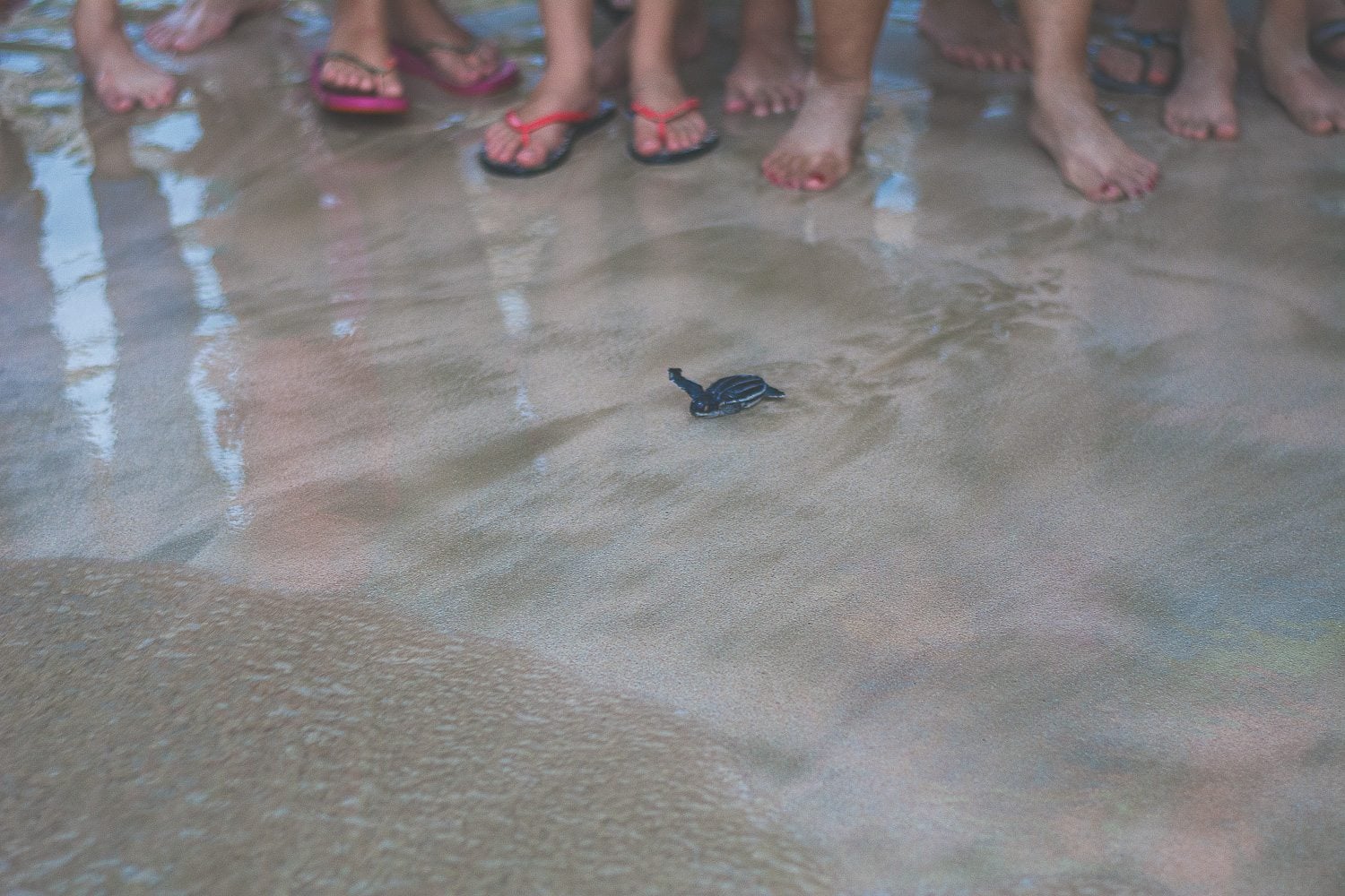 The Crowd observing the Hatchling attempting to reach the water.