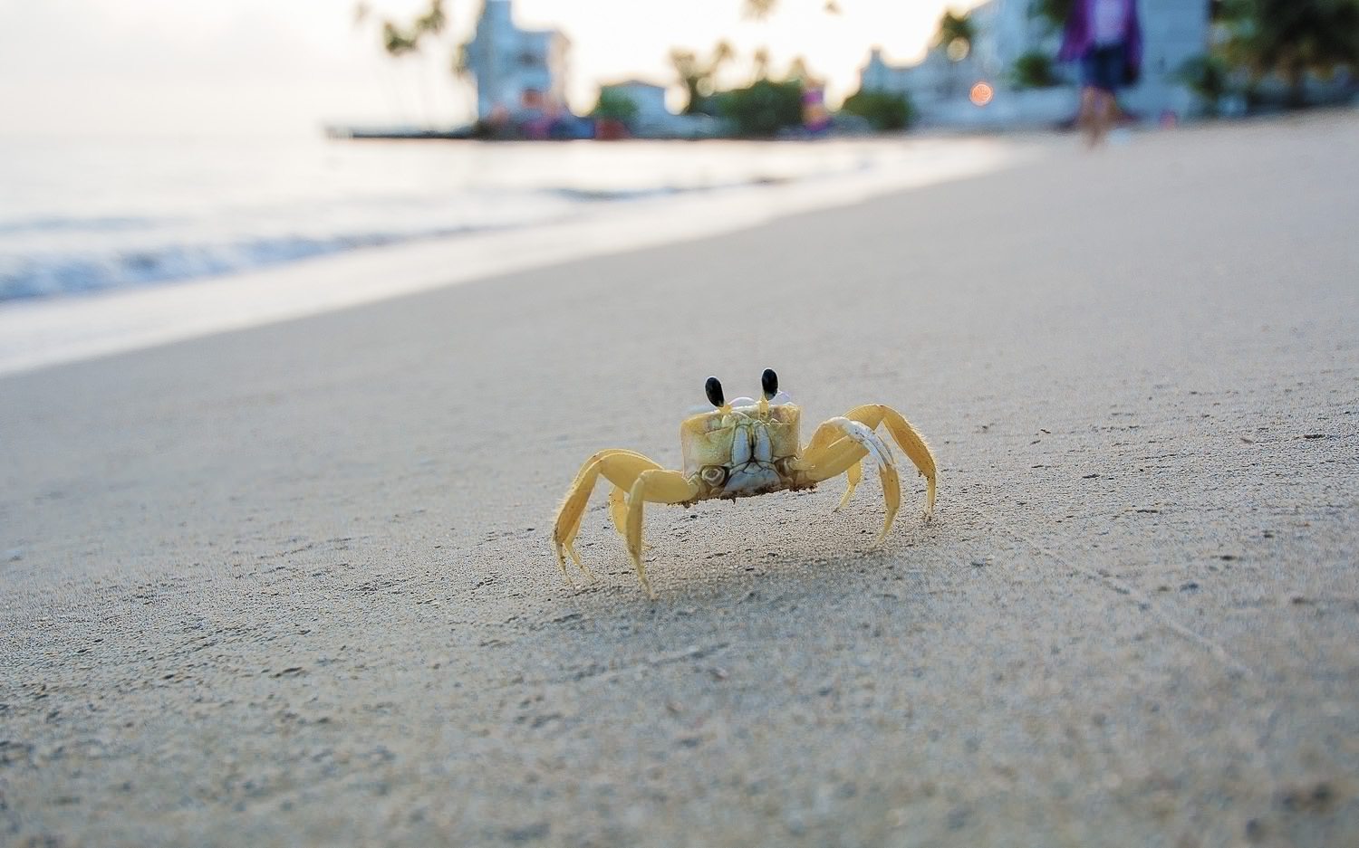 Almost Stepped on this Disabled Fearless Yellow Crab. 

So as an Apology I did an early morning photo shoot with him (or her).  Great subject to work with. 

#IslaVerde #PuertoRico